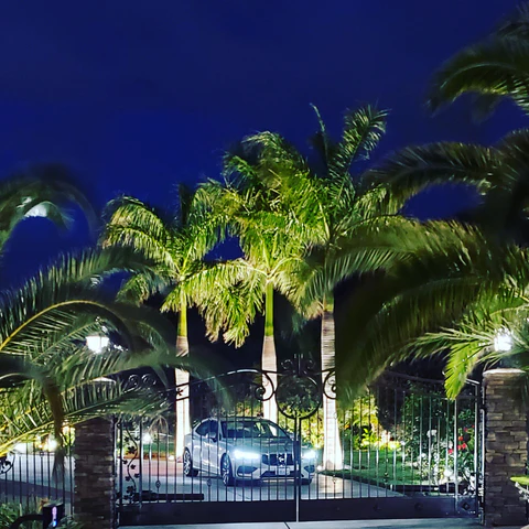 Front Yard Statement with Royal Palm