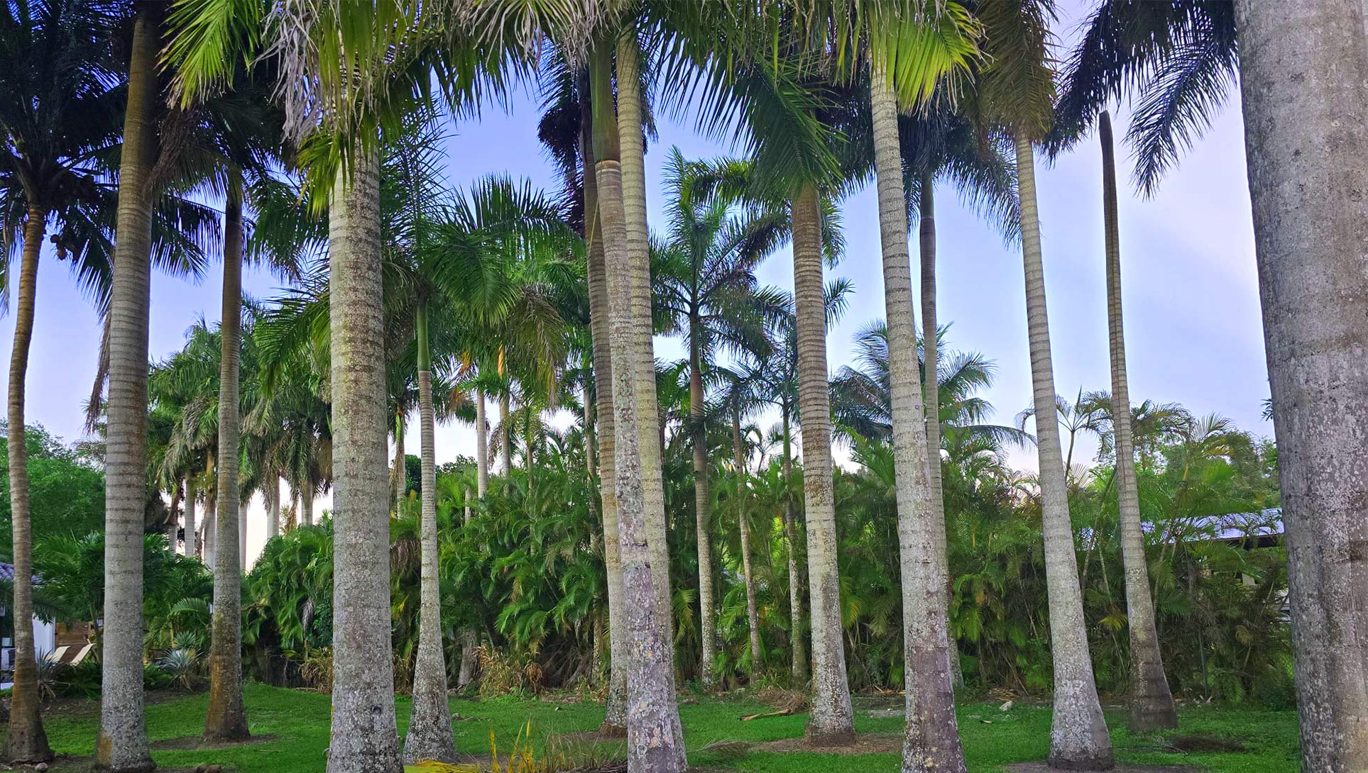 Standard Grade Royal Palm
