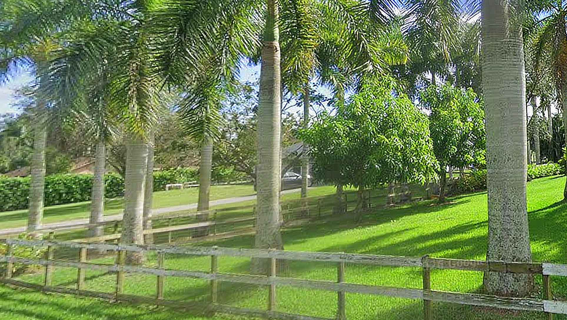 Premium Grade Royal Palm